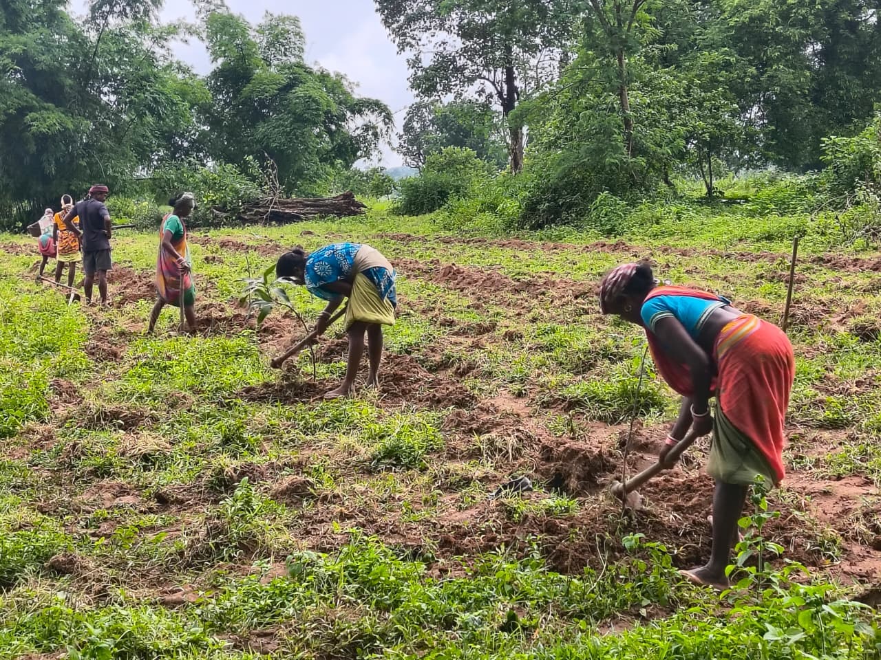 Women working together in agroforestry plantation fields